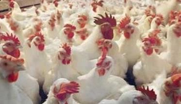 养殖肉鸡需要什么样的养殖环境 养殖肉鸡需要什么样的养殖环境和环境