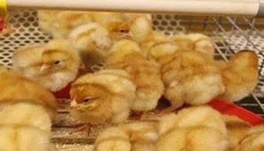 雏鸡饲养管理的几个关键点 雏鸡管理要点