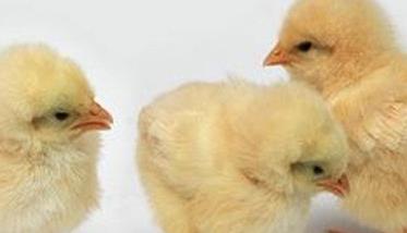 如何掌握蛋鸡苗育雏技术 蛋鸡雏鸡的饲养管理技术