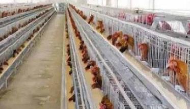 养鸡场鸡舍卫生环境有哪些要求（养鸡场鸡舍卫生环境有哪些要求标准）