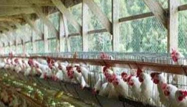 笼养肉鸡舍内养殖环境的控制方法 笼养肉鸡饲养管理