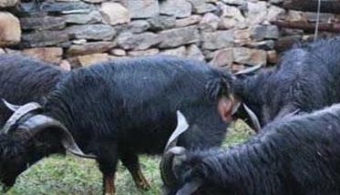 黑山羊种公羊如何饲喂和管理 黑山羊怎么喂养