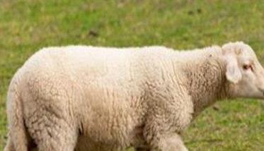 怎样防治羊的传染性结膜角膜炎 羊传染性角膜结膜炎的诊断与治疗