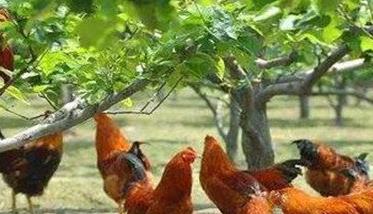 果园散养土鸡的饲养管理方法 散养土鸡养殖场手续怎么办