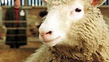 羊烂肺病是什么症状 羊烂肺病是什么症状表现