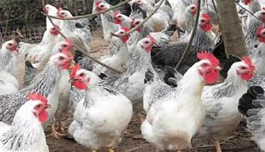 近年来鸡的抵抗力为什么越来越脆弱 为什么鸡的抗病力差
