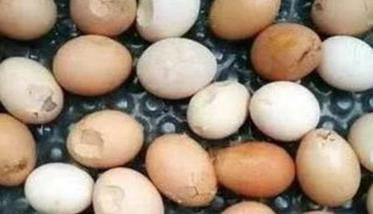蛋鸡下软壳蛋的十大原因 蛋鸡下软壳蛋的十大原因有哪些