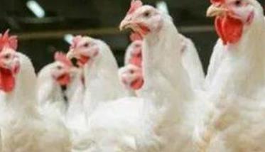 肉鸡为什么公母分群饲养效益高 肉种鸡生长期公母分饲的原因