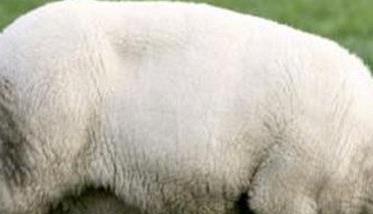 一只羊有多重吃多少草料 一只羊大概多少斤?