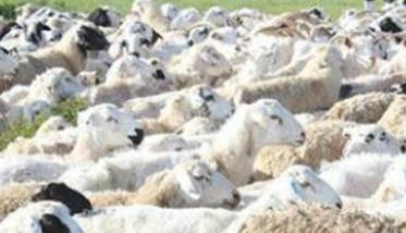 我国羊的品种区划及育种方向如何（我国羊的品种区划及育种方向如何确定）