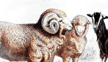 羊的脑多头蚴病的防治措施有哪些（羊的脑多头蚴病的防治措施有哪些内容）
