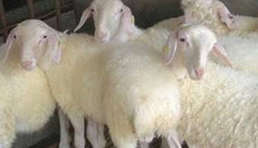 提高小尾寒羊繁殖力的综合措施（小尾寒羊怎么繁殖）