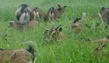 可用于饲养肉羊的优良牧草有哪些 可用于饲养肉羊的优良牧草有哪些品种