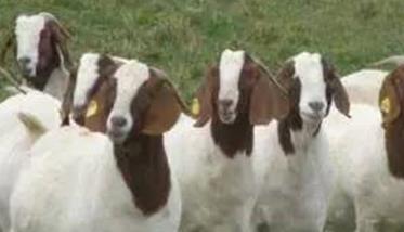 怎样提高肉羊繁殖力 如何提高羊的繁殖率