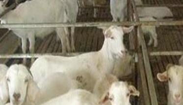 怎样提高肉羊养殖效益 肉羊高效养殖技术
