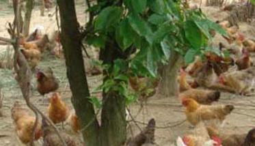 鸡有机磷农药中毒怎么办 有机磷农药中毒该怎么办