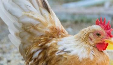 鸡慢性呼吸道病怎样防治 鸡得了慢性呼吸道怎么治疗