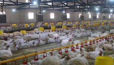 肉鸡鸡舍环境控制的标准和要求 如何进行鸡舍环境调节(空气,湿度,温度