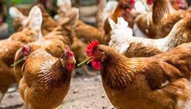 养鸡户如何做好禽流感的防治工作 养鸡预防禽流感