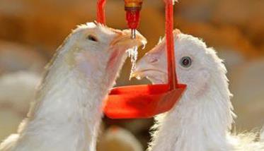肉种鸡生产中的饮水管理技术要点（肉鸡饮水量标准）