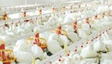 肉鸡养殖如何调整饲料喂量 肉鸡养殖如何调整饲料喂量视频