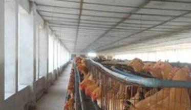 如何提高种鸡场养殖效率的措施 如何提高种鸡场养殖效率的措施和方法
