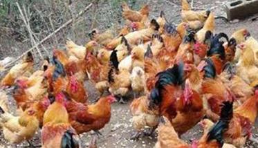 土鸡养殖与饲养需注意事项 土鸡养殖技术要点