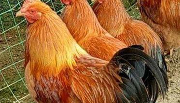 公鸡不阉快速育肥法 阉公鸡的方法