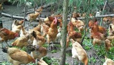 草鸡养殖前景如何 草鸡养殖可规模养殖吗