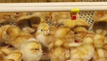 蛋鸡春季育雏的好处 蛋鸡春季育雏的好处是什么