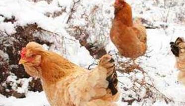 鸡群秋冬季常见疾病症状及治疗分析 秋冬季鸡容易得什么病