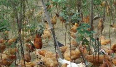 土鸡围林野养管理技术要点 散养林下土鸡养殖技术