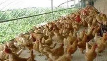 如何预防鸡的应激反应 怎么预防鸡得病