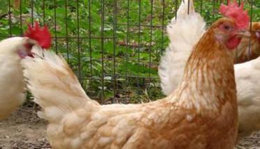 “五法”识辨高产鸡和低产鸡（高低产鸡的鉴别）