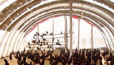 大棚养殖蛋鸡如何把环境调控要做好 大棚养殖蛋鸡如何把环境调控要做好防护