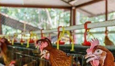 安全养鸡要重视四个理念创新（关于养鸡方面的知识讲解）