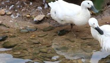 白鹜鸭养殖管理方法 白鸭养殖技术