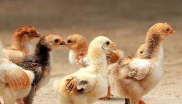 种鸡场如何预防鸡白痢 种鸡场鸡白痢的净化措施