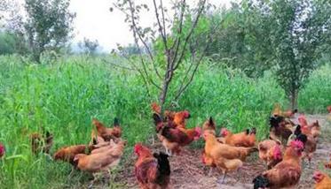农村土鸡散养存在的问题与对策 农村土鸡散养存在的问题与对策怎么写