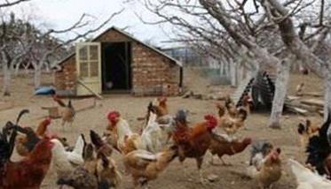 秋季养鸡注意防鸡虱 秋季养鸡需要做什么防控?