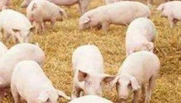 猪崽生长的适宜温度 猪仔生长温度