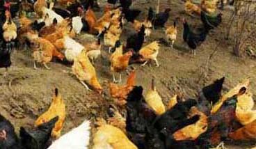 秋季蛋鸡的饲养管理重点是什么（秋季蛋鸡饲养管理要点）