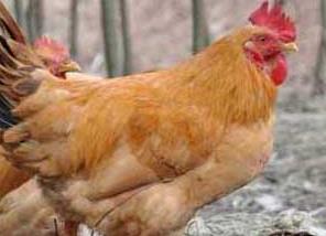 鸡伤寒的病原是什么 鸡伤寒是怎么引起的