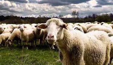 绵羊的生活习性和行为特点（绵羊的特点和生活特征）