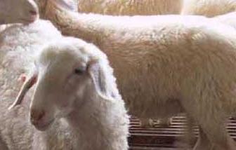 小尾寒羊养殖效益分析 养殖小尾寒羊效益如何