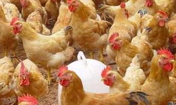 养鸡要重视鸡场的环境卫生管理工作 养鸡场卫生管理制度