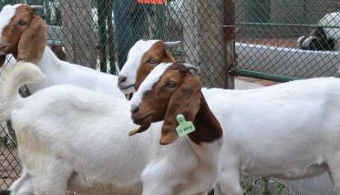 波尔山羊的繁殖技术 波尔山羊繁殖率