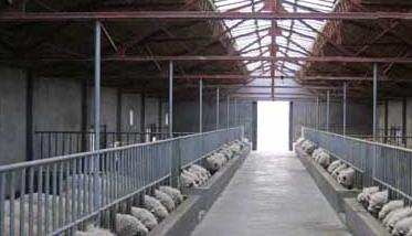 羊养殖场消毒技术要点 羊养殖场消毒技术要点是什么