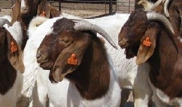 波尔山羊养殖对羊舍基本要求 波尔山羊养殖密度