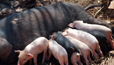 养猪场母猪饲养管理有哪些技巧 养猪场母猪饲养管理有哪些技巧与方法